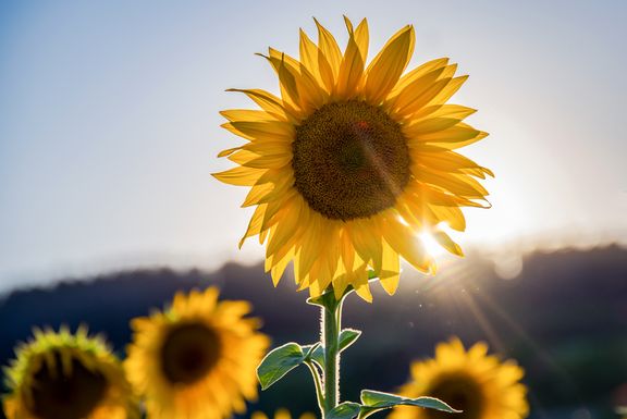Marcel-Krauss-Photography_Pflanzenfotografie_Sonnenblumen-in-der-Abendsonne.jpg 
